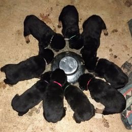 Rottweiler Puppies from Gateway Rottweilers
