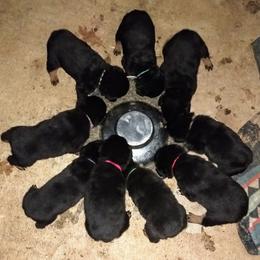 Rottweiler Puppies from Gateway Rottweilers