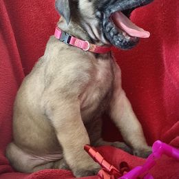 Mastiff Puppies from Eagle Pond Mastiffs