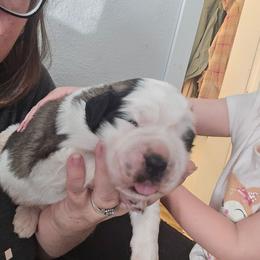 Green - Brown and white male Saint Bernard puppy in Lebanon, Oregon from Tonya Tate's Saint Bernards