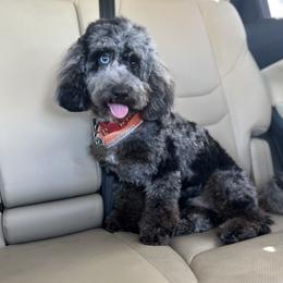 Max - Goldendoodle