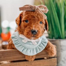 Marfa - Red  female Goldendoodle puppy in Iola, Texas from Supreme Doodles of Texas