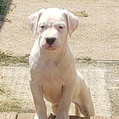 Dogo Argentino Puppies from Amy Collins