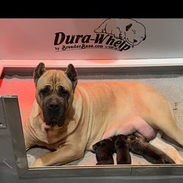 Essence - Cane Corso