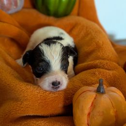 Triton - White black and tan male Papillon puppy in Joshua, Texas from Summertime Kennels