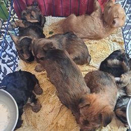 Yorkshire Terriers from Peppper57