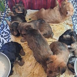 Yorkshire Terriers from Peppper57