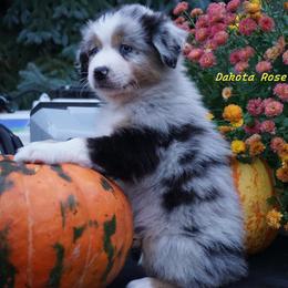 Liberty - Blue merle female Australian Shepherd puppy in Burbank, South Dakota from Dakota Rose Aussies