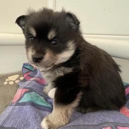 Cash - Black and white male Pomsky puppy in Cottrellville, Michigan from Jeanne’s Half Pint Pups