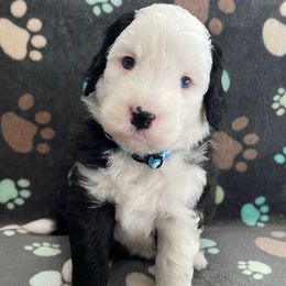 Light blue - Black and white female Sheepadoodle puppy in Archer, Florida from Gainesville Sheepadoodles