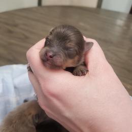 Lawrence - Blue sable male Pomeranian puppy in Saint Charles, Missouri from Bisous Pomeranians & Heartland Sh