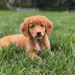 Australian Shepherds and Nova Scotia Duck Tolling Retrievers from Bearfoot Aussies and Tollers