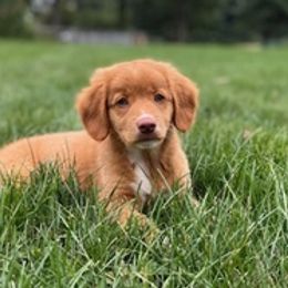 Australian Shepherds and Nova Scotia Duck Tolling Retrievers from Bearfoot Aussies and Tollers