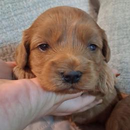 Jessie - Red female Cavapoo puppy in Centerton, Arkansas from Velvet Paws Cavapoos
