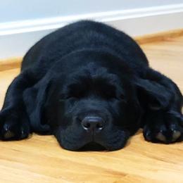 Labrador Retriever Puppies from Showtime Labradors