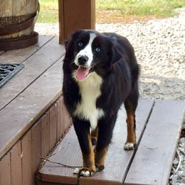 Lexi - Miniature Australian Shepherd