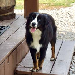 Lexi - Miniature Australian Shepherd