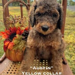 Austin - Sable male Poodle puppy in St. Johnsbury, Vermont from Poodles of the Northern Woods
