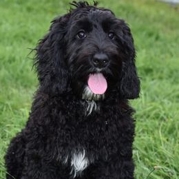 Luna - Australian Labradoodle