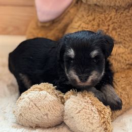 Archie - Black and silver male Miniature Schnauzer puppy in Auburn, Georgia from Very Special Mini Schnauzers