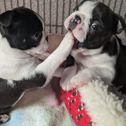 Boston Terrier and French Bulldog Puppies from Kennedy's Kennel