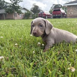 Winton - Fawn (isabella) and tan Dachshund puppy in Lafayette, Louisiana from Andrepont Dachshunds