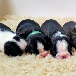Boston Terrier Puppies from Diamonds In The Ruff Boston Terriers