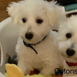 Cotons de Tulear, Havanese, Havapoos, Maltese, and Poodles from Petite Joie Puppies