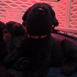 Eli- Yellow Collar - Black male Giant Schnauzer puppy in Bessemer, Alabama from The Copper Cottage Canines