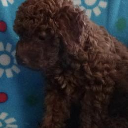 Poodles from Glen's Poodles