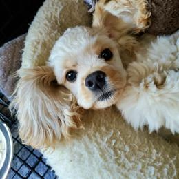 Cocker Spaniel Puppies from Hallmark Cocker Spaniels