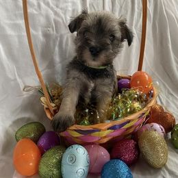 Miniature Schnauzers from Legacy Farm Schnauzers
