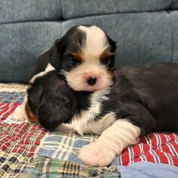 Rocky - Tri-color male Cavalier King Charles Spaniel puppy in Stockdale, Texas from Great Oaks Farm Cavaliers