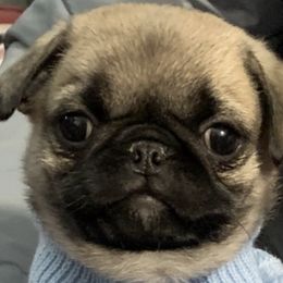Pugs from Prices Pugs