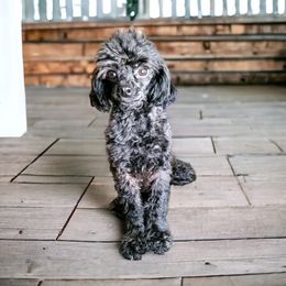 Reese - Poodle