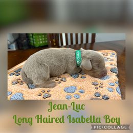 Dachshund Puppies from Andrepont Dachshunds