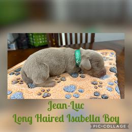 Dachshund Puppies from Andrepont Dachshunds