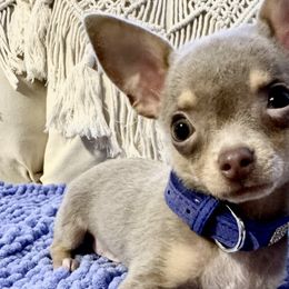 Chihuahuas from Precious Petite Puppies
