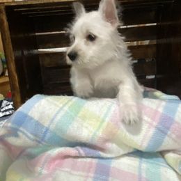 Miss Pink - White female West Highland White Terrier puppy in Blue Hill, Nebraska from BlueBelle's Canine Companions