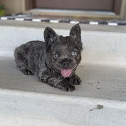 Baby Dog's Boy 1 - Liver male French Bulldog puppy in Davis, Oklahoma from Dreampups