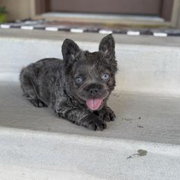 Baby Dog's Boy 1 - Liver male French Bulldog puppy in Davis, Oklahoma from Dreampups