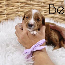 Bellini - Red  female Goldendoodle puppy in Casa Grande, Arizona from AzDoodle Dandies