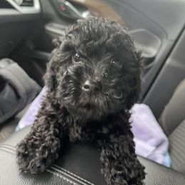 Maltipoo Puppies from Awwws&Pawws