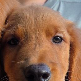 Bacon - Dark golden male Golden Retriever puppy in Forest Lake, Minnesota from Northern Lights Goldens