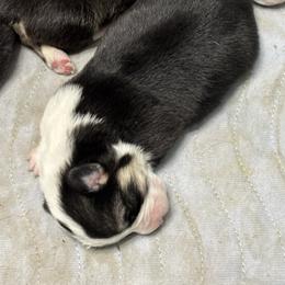 U-7 - Black and tan female Pembroke Welsh Corgi puppy in Sanford, Michigan from Tambali Pembroke Welsh Corgis