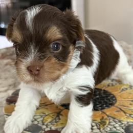 Little Bit - Chocolate, tan and white male Yorkshire Terrier puppy in Laconia, New Hampshire from Bryan & Karen