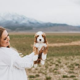 Bernedoodle, Boxer, Goldendoodle, and Havapoo Puppies from Lady Paws Puppies