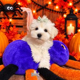 Skye - Wheaten female Miniature Schnauzer puppy in Macks Creek, Missouri from Fluffy Buttz