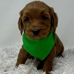 Meli's Green Male - Apricot male Goldendoodle puppy in Great Falls, Montana from Montana Goldendoodles