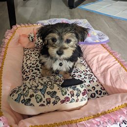 Maltese, Morkie, and Yorkshire Terrier Puppies from California AKC Maltese & Yorkies